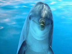 遊客被海豚包圍時以為是惡作劇，結果發現沒有海豚他們早就沒命了......