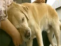 11年不見，導盲犬是否還記得以前主人？回到家的那一刻…年邁狗狗的反應讓人噴淚啊！