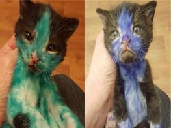 兩隻才一個月大的小貓咪，被變態主人用油漆筆塗滿全身，當牠們被放到水裡清洗…心都揪成一團了！