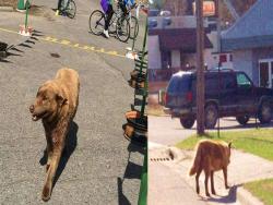 這隻狗12年來如一日，每天走了6公里來到另一個小鎮玩耍…夕陽西下就回家！