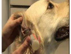 狗狗耳朵清潔護理技巧