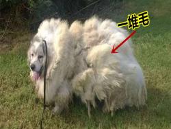 這不是綿羊！農場的狗兒被自己毛所困...最後竟剪下「15公斤的白毛」！