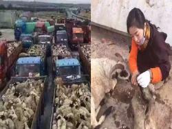 藏族美女耗資千萬買下六千多頭羊隻，接下來她的舉動引起人們出現正反兩面的聲浪！
