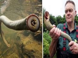 英國男子在河裡洗澡時，竟意外發現沉睡200年古老裂嘴「殭屍魚」！