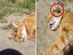 網友以為這隻被蝸牛爬過的貓死了，沒想到結局讓人笑噴！