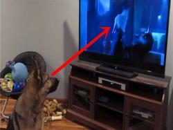 這隻狗狗好喜歡看《動物方城市》，尤其是到了「狼嚎」片段…每次都能害主人嘴角失手！