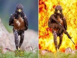 攝影師拍到這隻「霸氣走路的禿鷹」，結果引發網友熬夜趕工，PS戰火再度被點燃了！