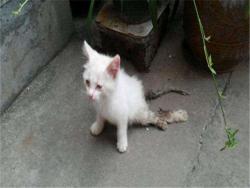 網友發現一隻尾巴和後腿骨折的可憐幼貓，當她獨自進家門，小貓露出的絕望表情讓她的心都碎了…