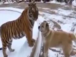 狗狗去動物園看望闊別已久的老虎兄弟，畫面太催淚