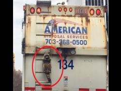 「哭～哭Q_Q」開車開一半，竟然看見有「浣熊」卡在垃圾車上....民眾爆笑之餘趕緊替牠求援！！