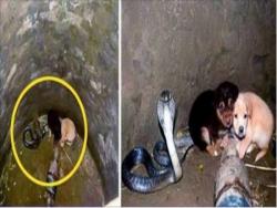 2隻貪玩的小狗失足摔進了有一條眼鏡王蛇的井底，接下來發生的事卻讓人不敢相信！