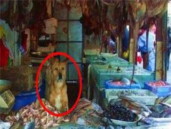 海鮮店老闆收養了一隻快餓死的流浪狗後，從此海鮮店的生意紅得不得了！