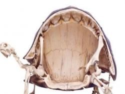科學家用手術刀解剖烏龜，一切開後牠的「內部構造」讓科學家們都震撼了！