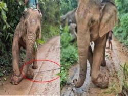 可憐大象遭受20年虐待被救出