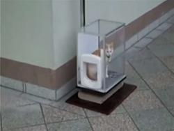 這隻喵星人每天都會走進奇怪的透明箱子裡，抬頭一看…原來一切都是貓奴滿滿的愛！
