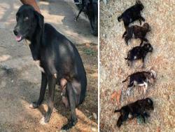 印度老太太狠心將狗媽媽的8隻小狗「全部摔死」，只為「給牠個教訓」