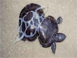 這隻可憐的烏龜被塑膠套困住好幾年，20年後的今日…牠的模樣給了人類最好的警惕！