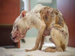 這隻受虐的小狗對志工狂搖尾巴，甚至搖到傷口受傷，想到牠過去的遭遇不禁落淚...
