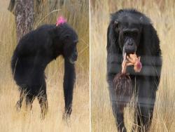 黑猩猩每回跟玩偶總是形影不離著，看似滑稽的畫面其實隱藏一段悲傷故事！