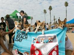 舖天蓋地的500隻柯基犬的『加州柯基海灘日』來了！